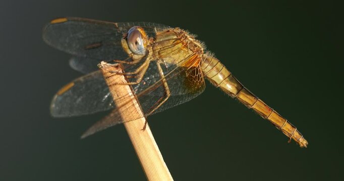 close up on a perched dragonfly, sourhern France