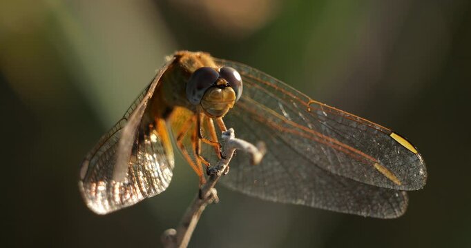 close up on a perched dragonfly, sourhern France