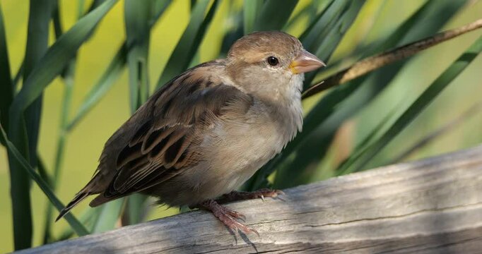 House sparrow  perched on a piece of wood, France
