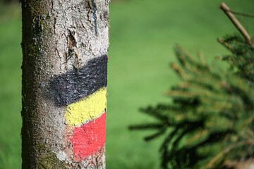 Bois foret sapin coupé Wallonie Belgique