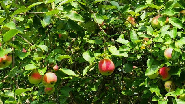 Realistic Fruitful Apple Tree Branches Laden with Ripe Red Apples in a Sunny Orchard, Harvest season. Agriculture fruit production