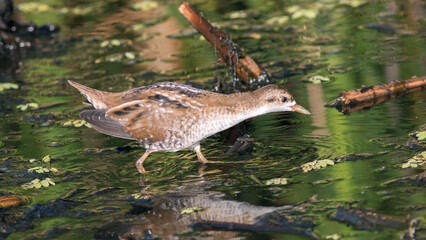 duck