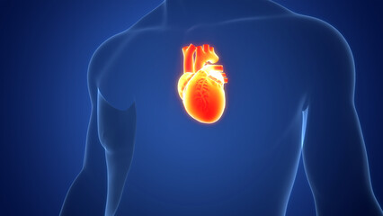 Human Circulatory System Heart Anatomy