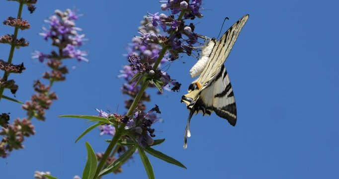 Scarce swallowtail (Iphiclides podalirius) foraging and pollinating Vitex flowers, Southern France