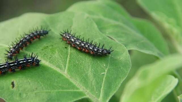 Caterpillar or larva of the butterfly Doleschallia bisaltide