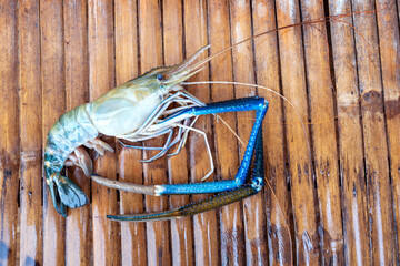 Big Headed fresh Giant river prawn - Macrobrachium rosenbergii show on the bamboo table.