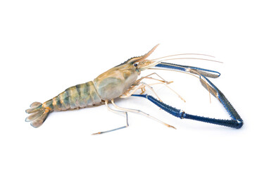 Fresh giant river prawn - Macrobrachium rosenbergii isolated on white background.
