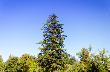 Fototapeta premium Spruce tree