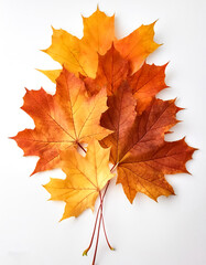 Fototapeta premium maple leaves isolated on white background