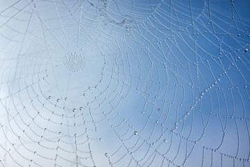 Spider web with water drops against blue sky. Background. Texture.