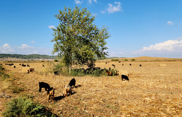 A herd of domestic goats feeding on corn cob grains and straw left after harvesting in a corn field in the Mediterranean landscape
