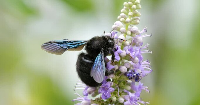 A Carpenter bee foraging and pollinating Vitex flowers, Southern France