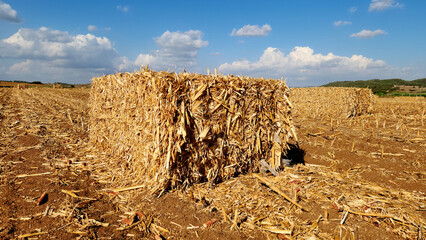 A rectangular corn stalk bale in a corn field after harvesting in the month August
