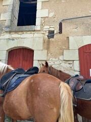 horse and rider