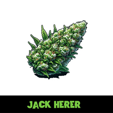 Vector Illustrated Jack Herer Cannabis Bud Strain Cartoon