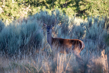 Female red deer among the vegetation in the mountains. Cervus elaphus. Villardeciervos, Zamora, Castile and Leon, Spain.