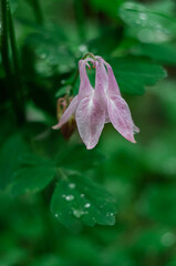 Pink flower close-up. Aquilegia.