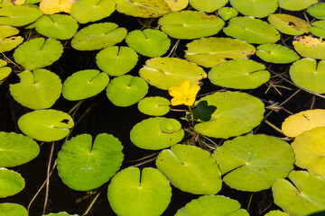 Nuphar lutea. Yellow water lily, large floating leaves and yellow flower. Valpara&iacute;so Reservoir, Zamora, Castilla y Le&oacute;n, Spain.