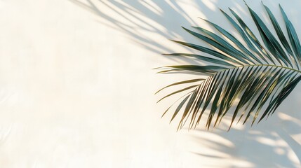 Fototapeta premium Shadow of a Plant
