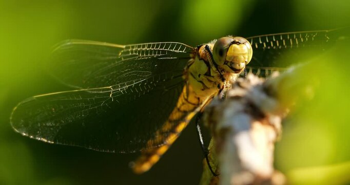 Common Darter dragonfly (Sympetrum striolatum ), Southern France