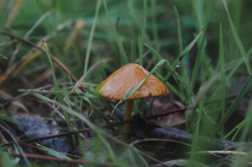 A small mushroom on a thin leg with a brown cap in the green grass