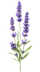 Fototapeta premium Lavender flowers watercolor illustration isolated on white background. Organic Lavandula herb stems with buds and green leaves 