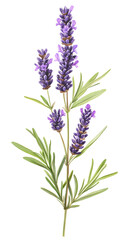 Fototapeta premium Lavender flowers isolated on white background