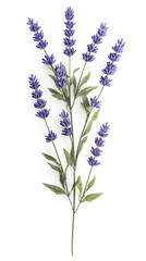 Fototapeta premium Lavender flowers isolated on white background
