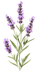 Obraz premium Lavender flowers watercolor illustration isolated on white background. Organic Lavandula herb stems with buds and green leaves 