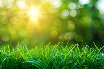 Obraz premium A bright sunny day with a field of green grass