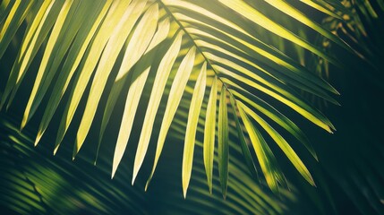 Palm Leaf Shadow on Blank Surface