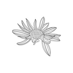 Obraz premium ひまわりの線画イラスト