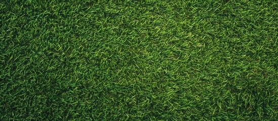 Fototapeta premium A green field with grass and no other objects