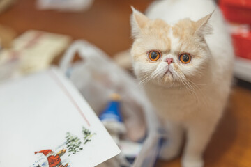 Yellow and white Garfield cat sits comfortably in front of the window on a rainy day, urban...