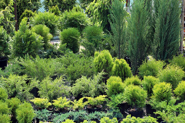 spring sale of coniferous plants in plastic containers