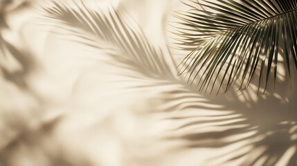 Obraz premium Palm Leaf Shadow on Blank Surface