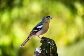 Madeiran Chaffinch, Fringilla coelebs maderensis, typical bird of Madeira, Portugal. Photo with extremely blurred lush green forest background.