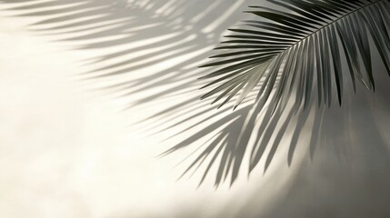 Obraz premium Palm Leaf Shadow on Blank Surface