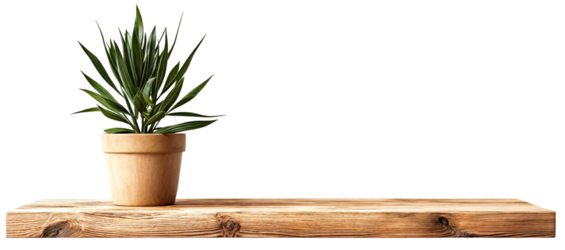Small Potted Plant on Rustic Wooden Shelf with Transparent Background - Minimalist Indoor Greenery and Home Decor Concept