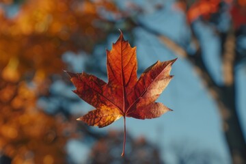 Beautiful red orange maple leaf