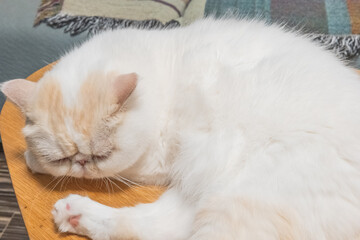Obraz premium Yellow and white Garfield in the apartment, cozy and comfortable, city apartment, modern life, keeping pets, pet life, companionship of pets, comfort animals, supplies for pet industry, owner and cat