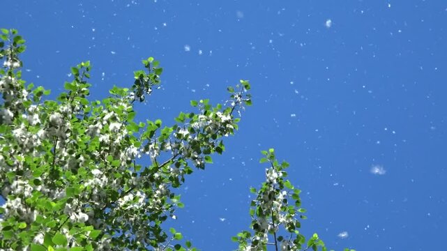Poplar branches with cotton - pubescent seeds against the blue sky, flying fluff, seasonal allergen.