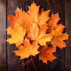 Fototapeta premium Concept background of Pile Lots of maple leaves