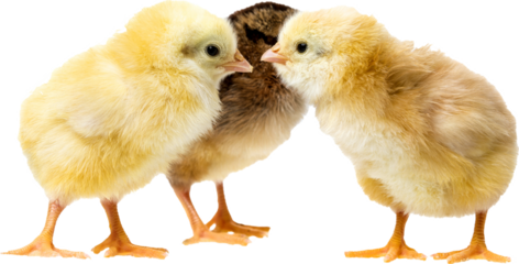 three little chicks baby