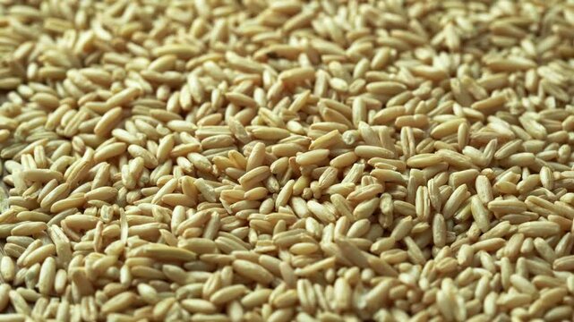 closeup hull australia oat groat rice food for pet food background footage 4k rotate video