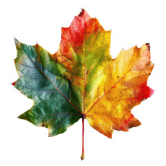 Fototapeta premium A vibrant autumn leaf showcasing a blend of green, yellow, and red hues, perfect for nature-inspired graphics.