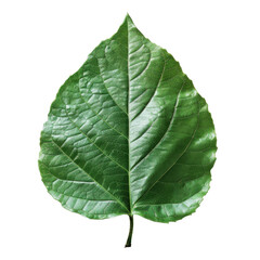 Obraz premium A vibrant green leaf showcasing intricate veins and a healthy appearance, perfect for nature-themed projects and designs.