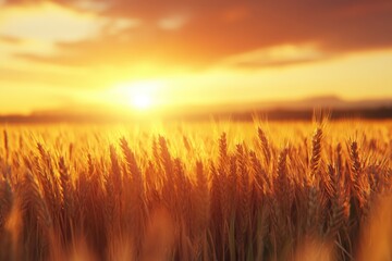Fototapeta premium Summer landscape wheat field at sunset