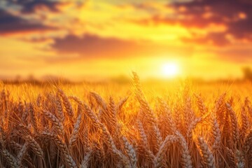 Naklejka premium Sunset wheat field with rich harvest potential