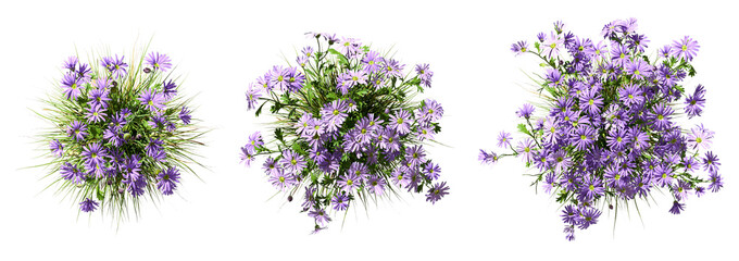 Top view violet flowery gardening ornamental set isolate on transparent backgrounds 3d rendering png © Krit